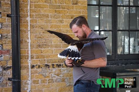 If you have a problem with pests like seagulls, starlings or pigeons then our falconry skills may be able to help you. Bird Control London | Falconry for Pest Pigeons & Seagulls