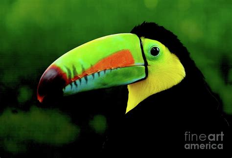 This Rainbow Toucan Poses For A Bird Portrait In The Jungles Of Costa
