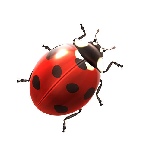 Ladybird Png Images Hd Png All Png All