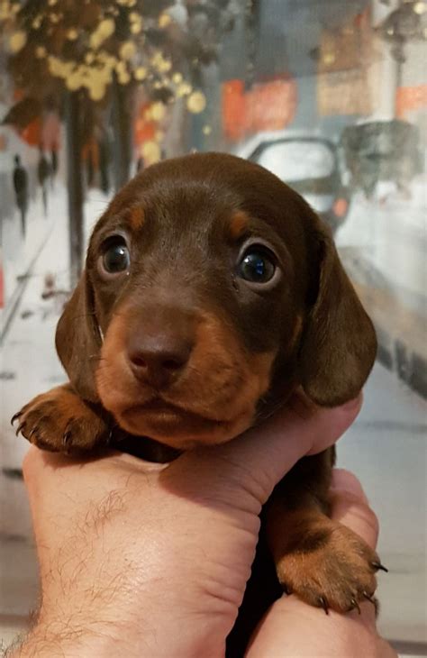 For the best experience, we recommend you upgrade to the latest version of chrome or safari. KC Registered Miniature Dachshund Puppies | Wigston ...