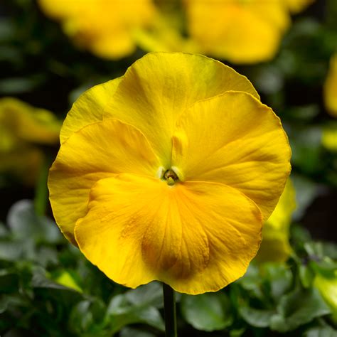 Pure Yellow Wholesale Bedding Plants Hybels Inc