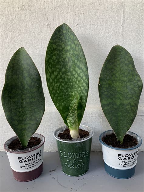 Maybe you would like to learn more about one of these? Sansevieria masoniana Whale Fin Snake Plant | Sansevieria ...
