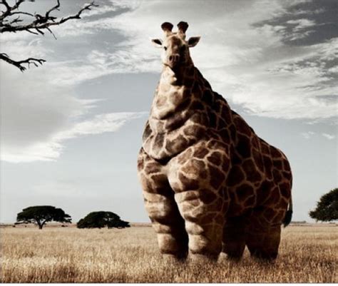 Funny Overweight Animals