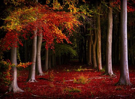 Photo autumn colors autumn leaves forest - free pictures on Fonwall