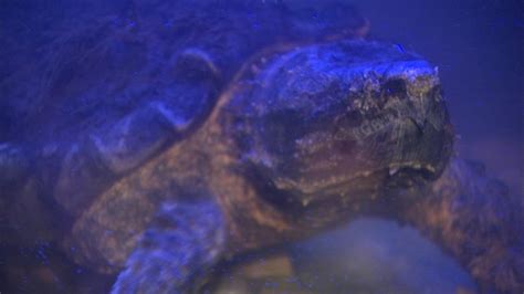 Alligator Snapping Turtle Patsy Mcnasty Gets New Home At Nature