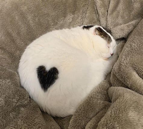 She Has Two Hearts In 2020 Cute Cats Cute Baby Animals Pretty Cats