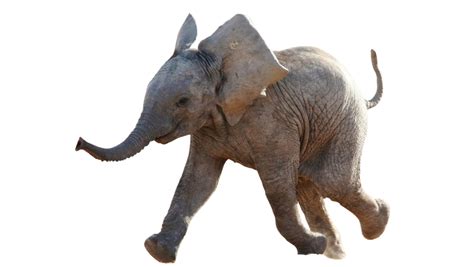 Elephant Png Images
