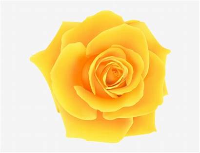 Yellow Rose Clip Roses Rosa Amarela Transparent