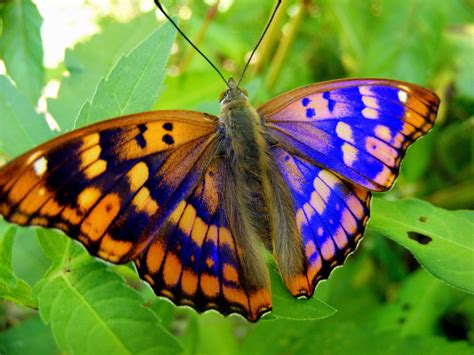 Free Photo Colorful Butterfly Animal Butterfly Color Free