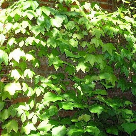 Boston ivy should be well watered when planted, but is drought tolerant once established. Boston Ivy Seeds (Parthenocissus Tricuspidata Seeds)