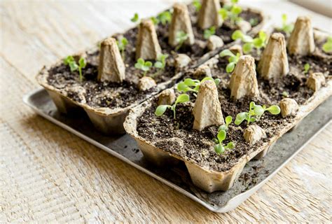 Sprouting Seeds How To Start A Garden Inside Kellogg Garden Organics