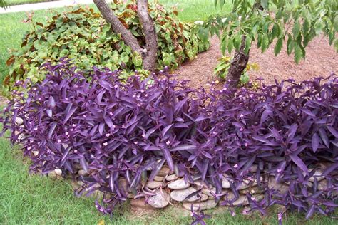Vines typically produce a woody stem as they mature, giving them strength to climb higher and spread wider. purple heart ground cover plant | Deer resistant plants ...