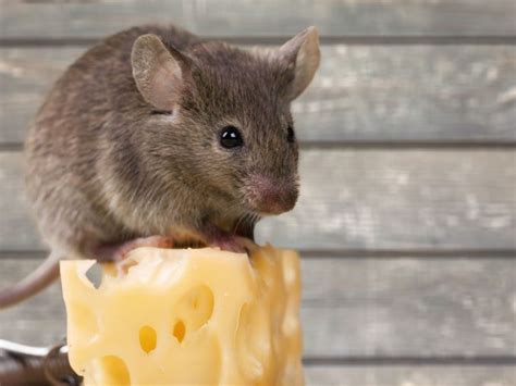 Da sich im maul der mäuse unzählige bakterien tummeln besteht die. Mäuse bekämpfen - Tipps gegen Mäuse im Haus