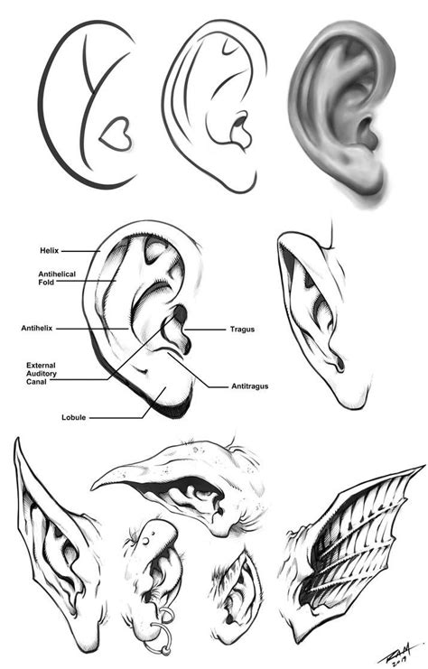 Ear Drawing Reference Front View This Is Drawing Ear Tutorial