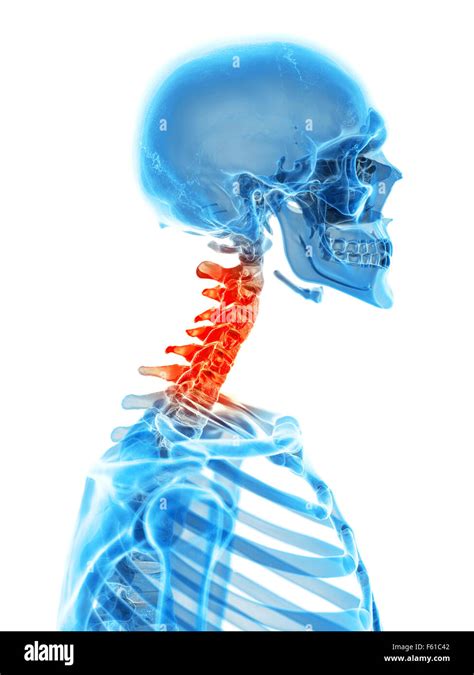 Human Skull And Cervical Spine Hi Res Stock Photography And Images Alamy