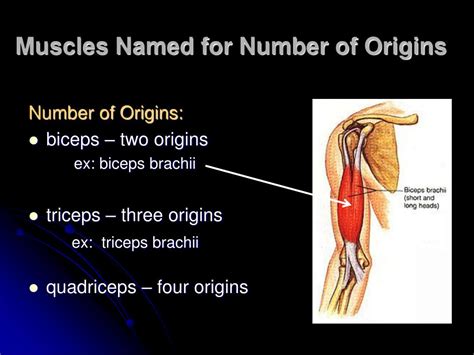 Ppt Characteristics Used To Name Skeletal Muscles Powerpoint
