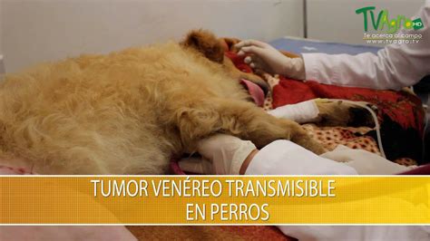 Tumor Venereo Transmitible En Perros Tvagro Por Juan Gonzalo Angel