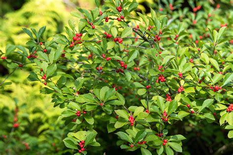 Winterberry Holly Gardening Hints And Tips