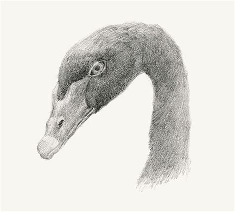 Face Of Black Swan Pencil Drawing Print 5x7 Etsy