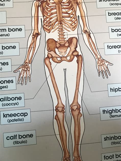 Copyright 2019 anatomy360 site development by the ecommerce seo leaders | all rights reserved. 1980s human body skeletal chart poster size / anatomical / medical school wall hanging print
