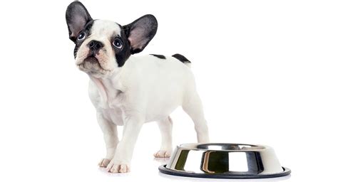 Best Food For French Bulldog Thank Your Vet