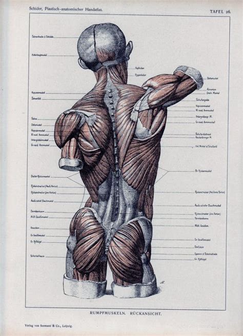 Complete anatomy has a wider depth and breadth of offerings than other anatomy platforms currently available (e.g. Authentic 1898 Anatomy Book Page Muscles by ...