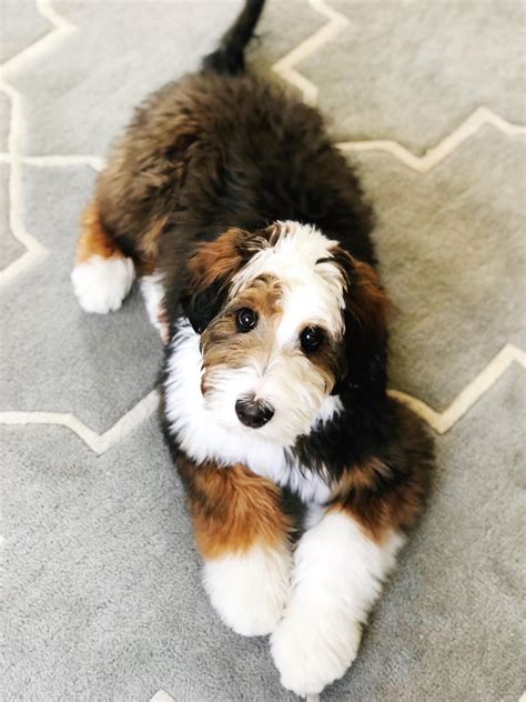 79 Bernese Mountain Dog Poodle Puppies Photo Bleumoonproductions