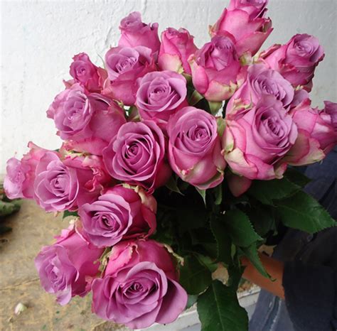 Rosas Moradas Lilas Bonita Variedad De Rosas De Ecuador Flickr