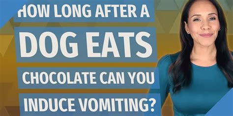 How To Induce Vomiting In Dog Who Ate Chocolate