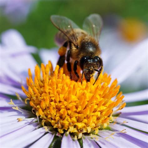 Bee And A Daisy Stock Image Image Of Wildlife Plant 43005471