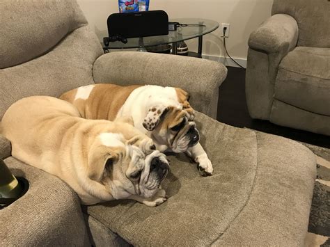 About warlander olde english bulldogs. where is the remote? (With images) | English bulldog, Old ...