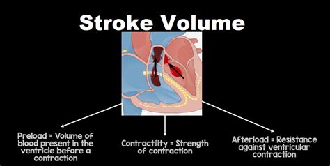 Stroke Volume Units