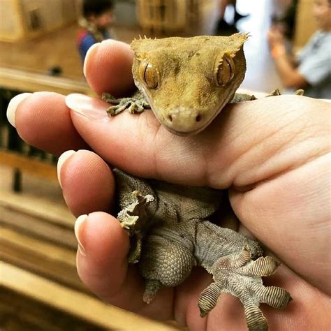 The Reptile Zoo In Southern California Is Unlike Anything Youve Seen