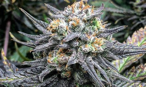 It represents a single entity, the unit of counting or measurement. Skunk No. 1 Strain Information | Cannafo | Marijuana ...