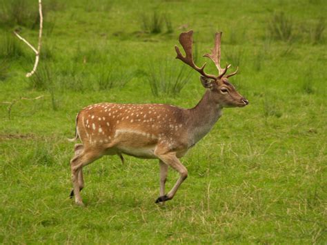 Filefallow Deer In Field Wikipedia