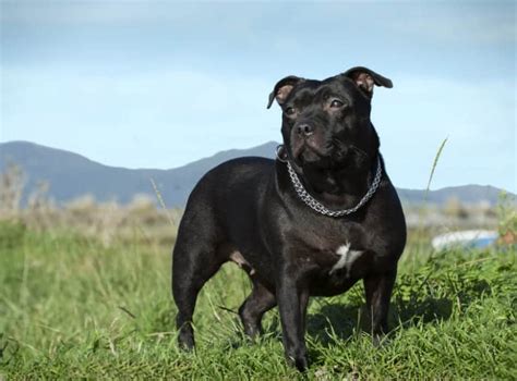 Mit dem namen american staffordshire terrier ist die rasse seit dem 1 januar 1972 international anerkannt. Staffordshire Bullterrier - „gefährlicher" Familienhund ...