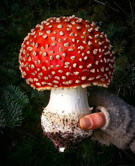 1011 Best Amanita Muscaria Images On Pholder Mycology Mushrooms And