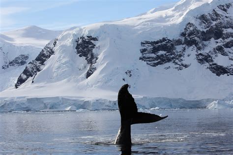 Tracking Antarcticas Whales Iaato