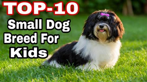 Best Small Dog Breeds For Kids Kids Matttroy
