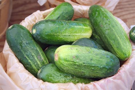50 Heirloom Cucumber Seeds Spacemaster Non Gmo Vegetable Etsy
