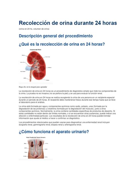 Recolección de Orina Durante 24 Horas | Riñón | Orina