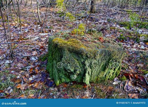 Old Green Stump In The Moss In The Autumn Forest Stock Image Image Of