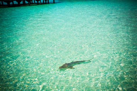 Maldives Reef Sharks 3 Stock Photo Image Of Sunny Heart 47542542