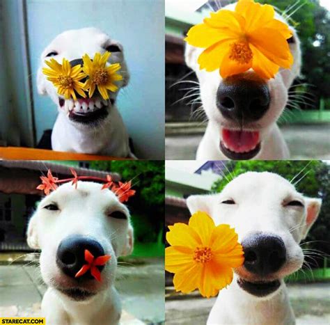 See more ideas about puppies, cute animals, cute puppies. Cute happy puppy with flowers | StareCat.com