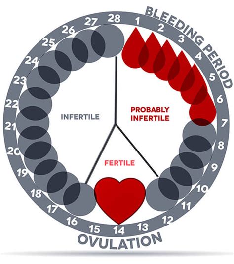Menstrual Cycle Chart Pdf
