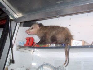 Tips to Keep Opossums Out of Garden – Humane Wildlife Removal