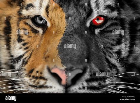 Scary Tiger This Wallpapers
