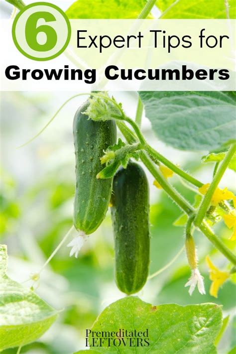 6 Expert Tips For Growing Cucumbers