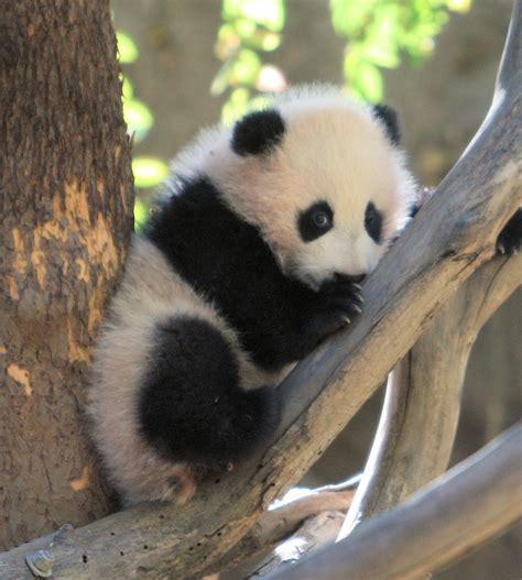 Super panda rescue team episode: Am I cute enough? | Baby panda Zhen Zhen makes her public ...