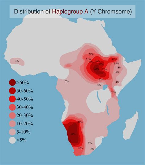 Distribution Of Y Chromosome Haplogroup A In Africa Map History